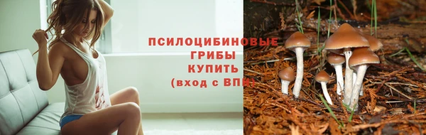 стаф Волосово